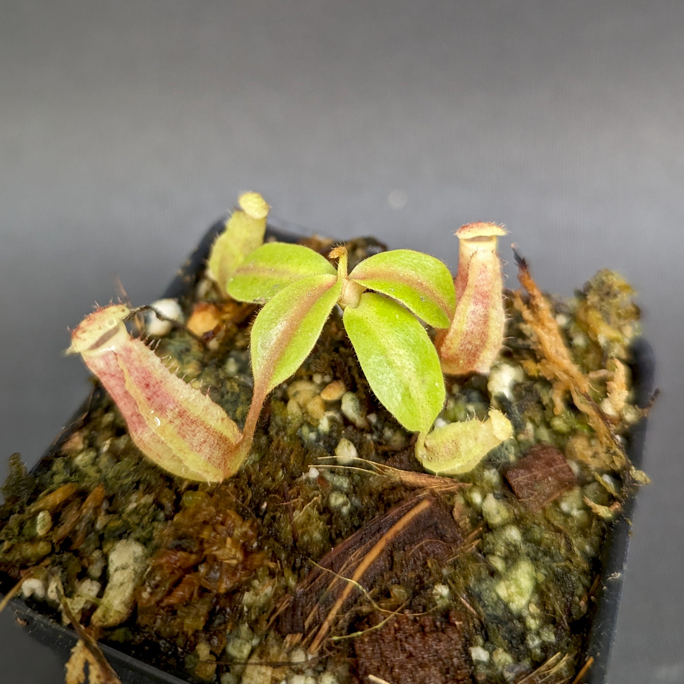 ❁リリ❁ Nepenthes 