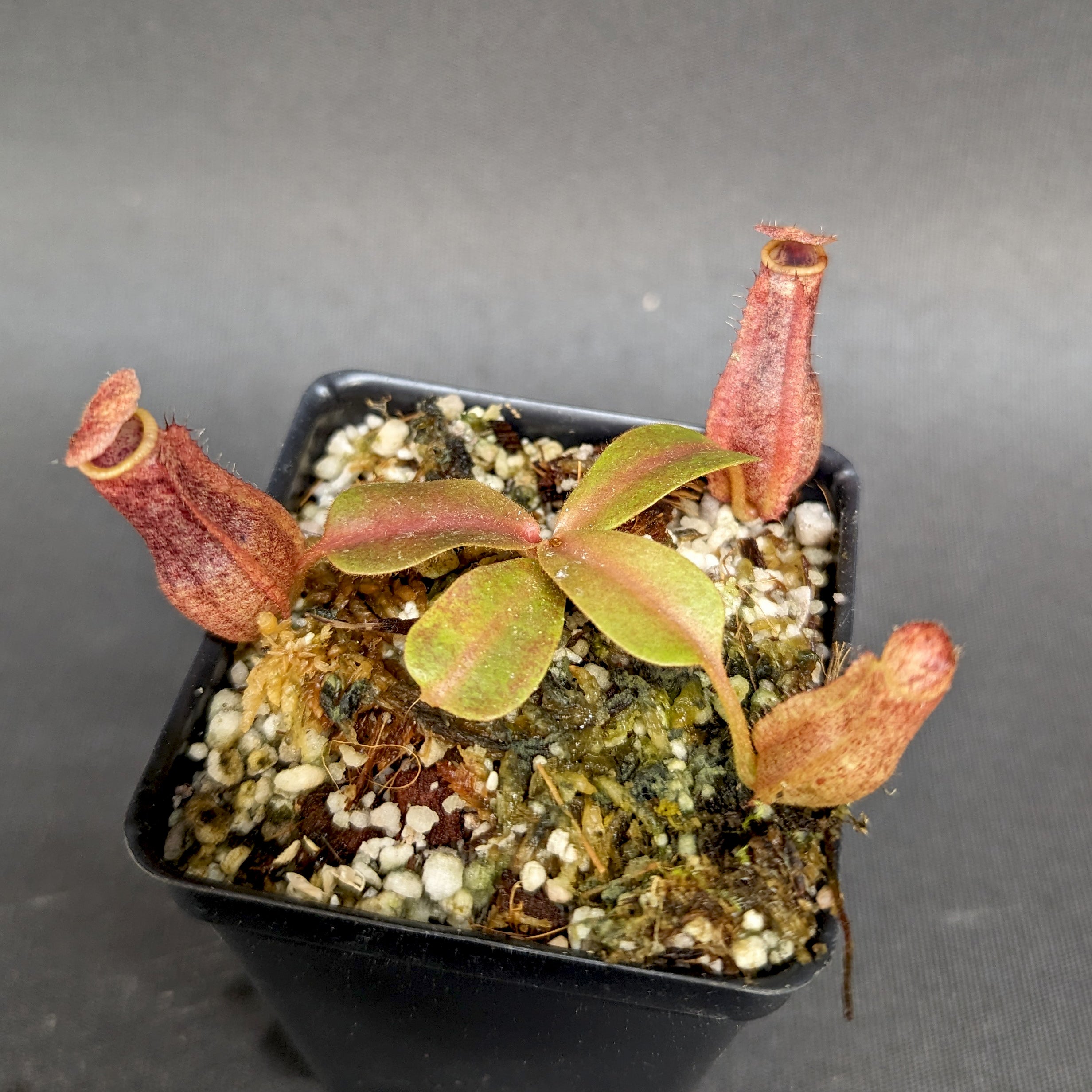 Nepenthes 