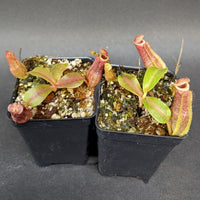 Nepenthes "Nedali", CAR-0353