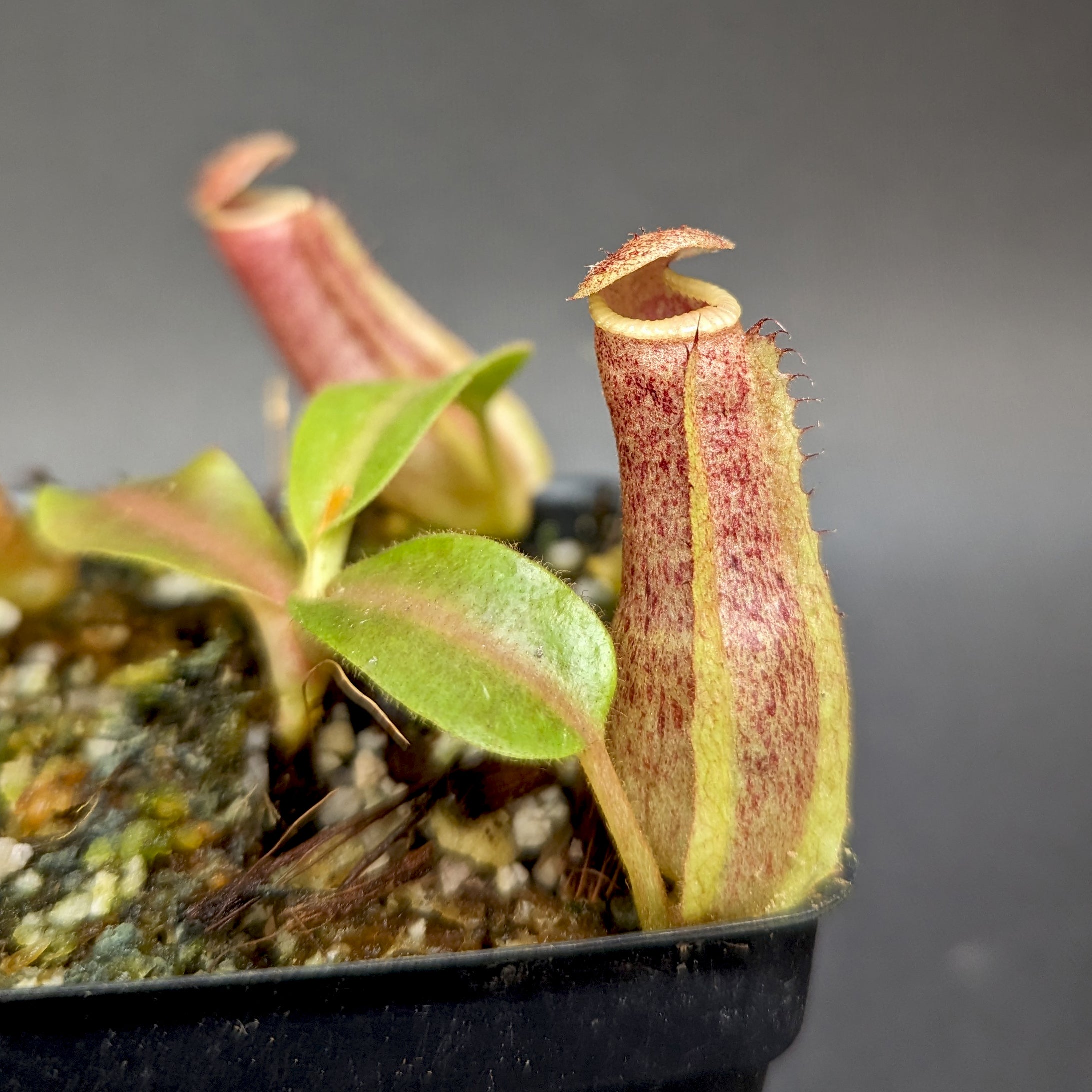 Nepenthes 