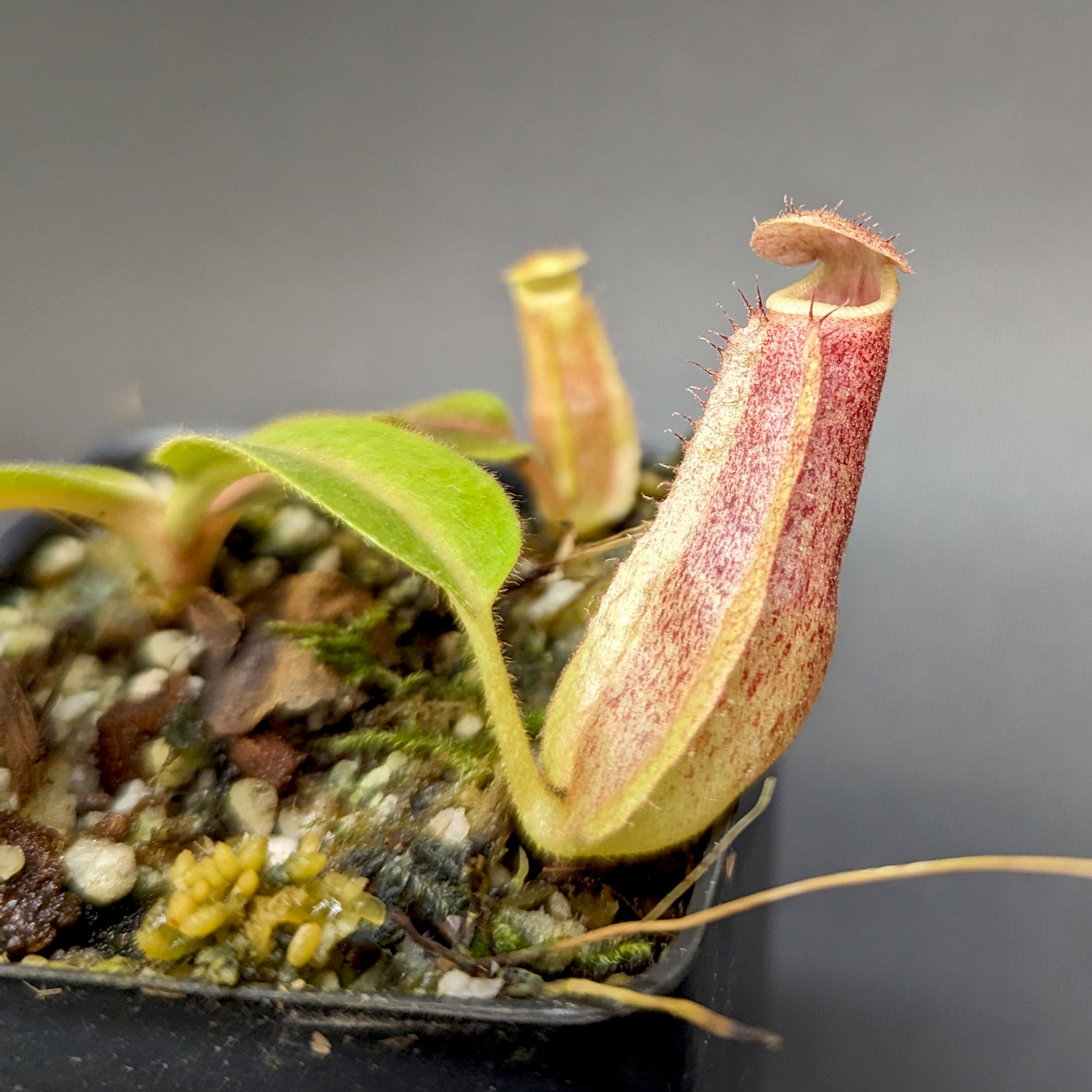 Nepenthes 