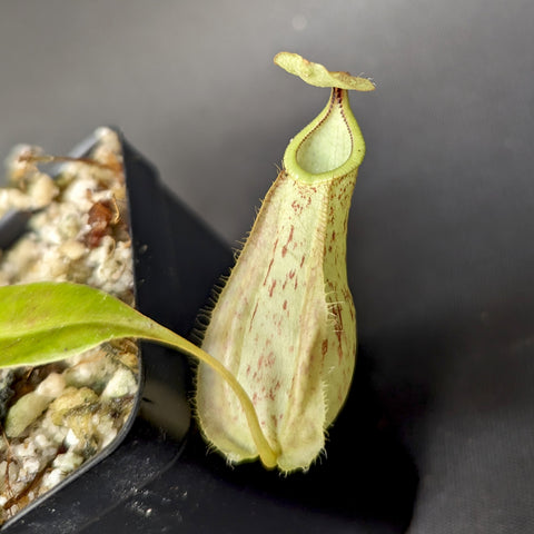 Tall pale green Nepenthes rafflesiana pitcher with red speckles and a small curved opening at the top in a pot