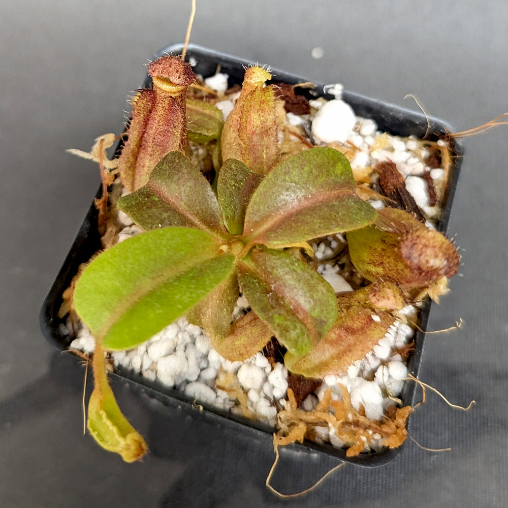 
                      
                        Nepenthes truncata x tiveyi Geoff Wong, CAR-0355
                      
                    