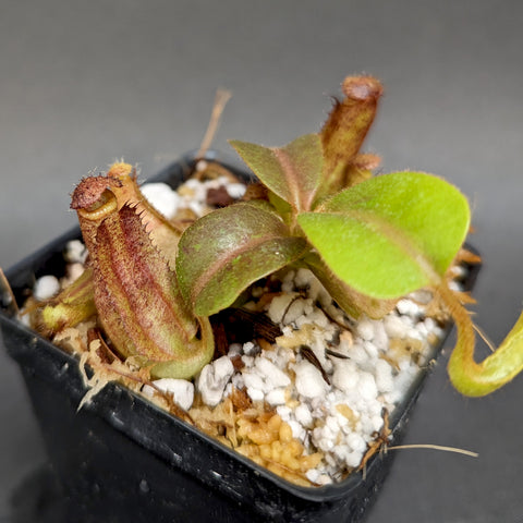 Nepenthes truncata x tiveyi Geoff Wong hybrid in a small pot with thick green leaves and a brownish pitcher