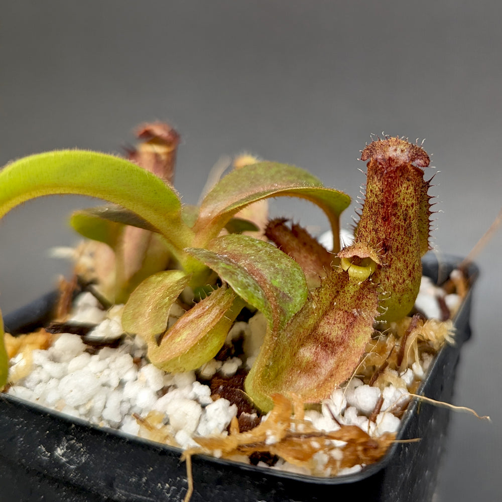 
                      
                        Nepenthes truncata x tiveyi Geoff Wong, CAR-0355
                      
                    