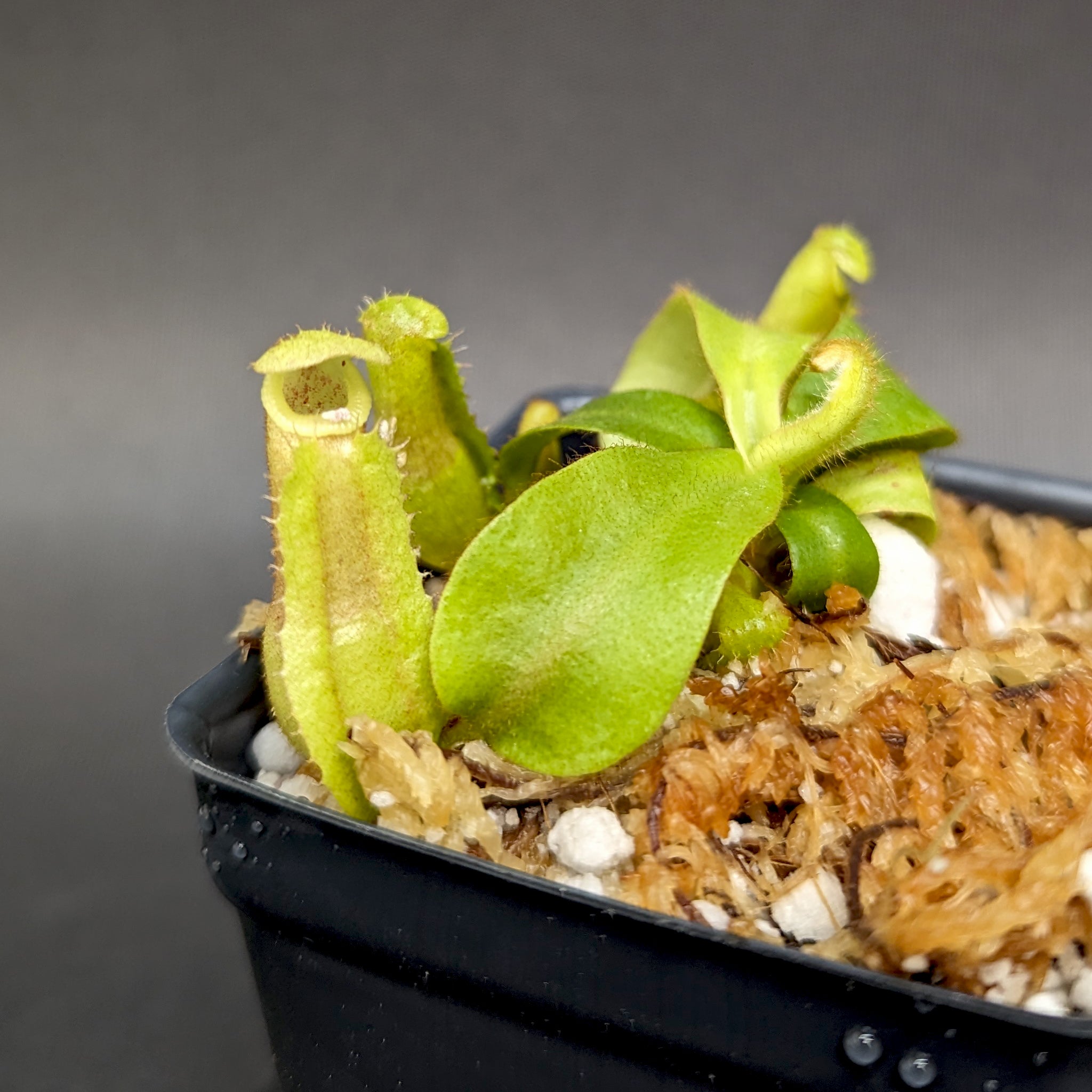 Nepenthes veitchii (