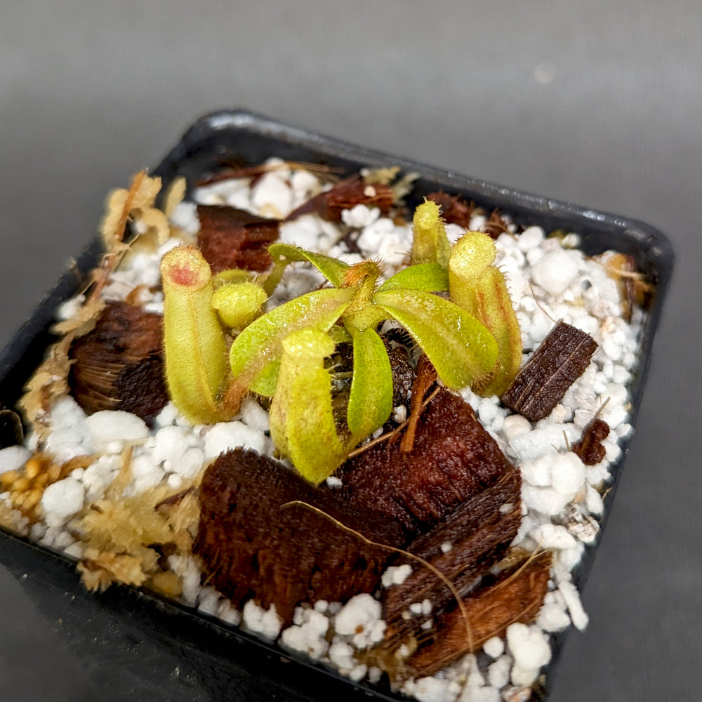 
                      
                        Nepenthes veitchii (Bareo MT x "Cobra"), CAR-0267
                      
                    