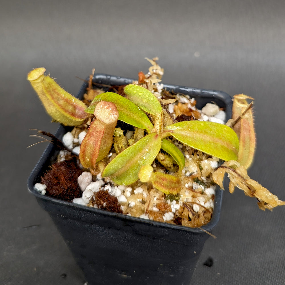
                      
                        Nepenthes veitchii (Bareo MT x "Cobra"), CAR-0267
                      
                    