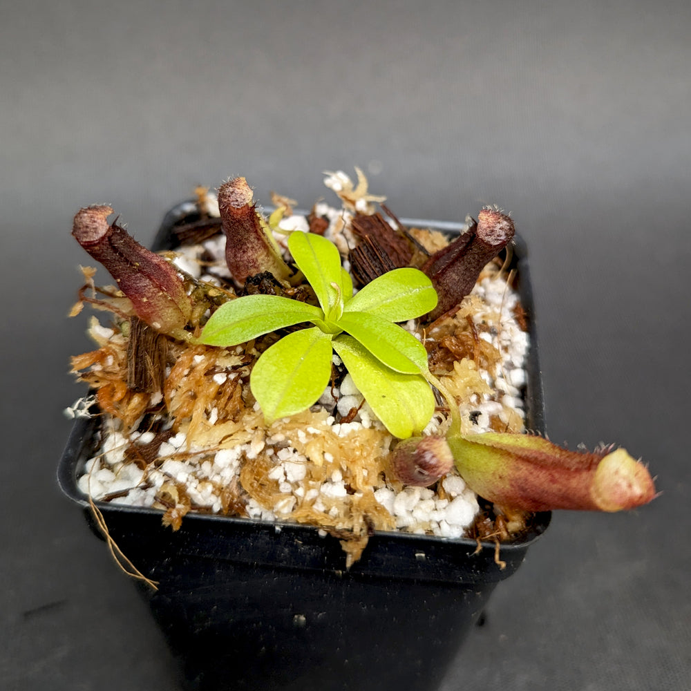 
                      
                        Nepenthes naga x ventricosa [(Denver x k) x AG3], CAR-0356
                      
                    