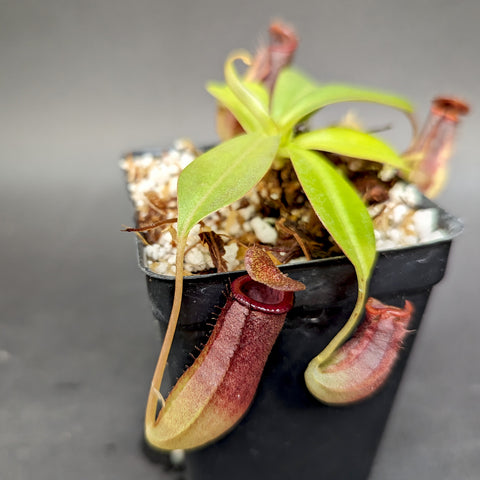 Nepenthes naga x ventricosa plant in a black pot with lime-green leaves and a tall red pitcher