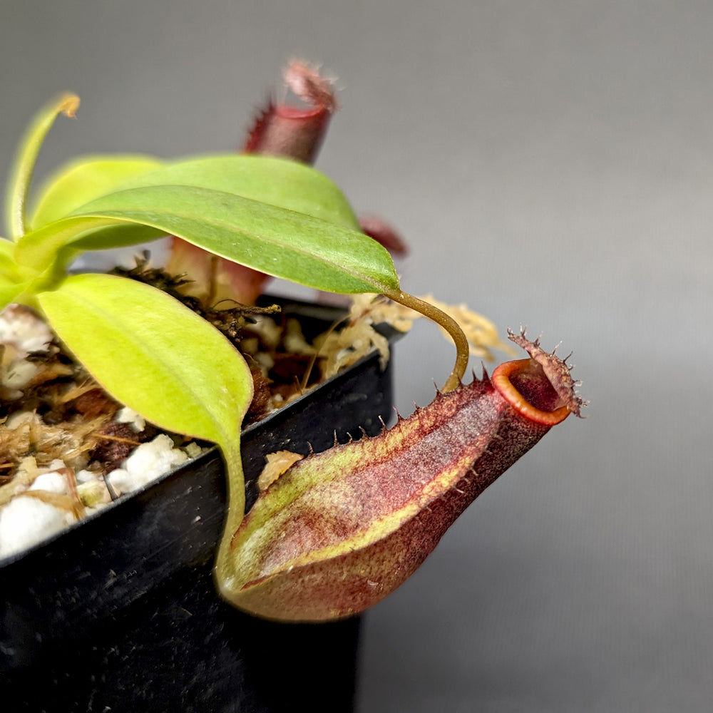
                      
                        Nepenthes naga x ventricosa [(Denver x k) x AG3], CAR-0356
                      
                    