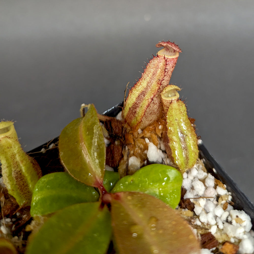 
                      
                        Nepenthes [(lowii x veitchii) x boschiana)] "Red Ruffled" x 'Leviathan', CAR-0252
                      
                    