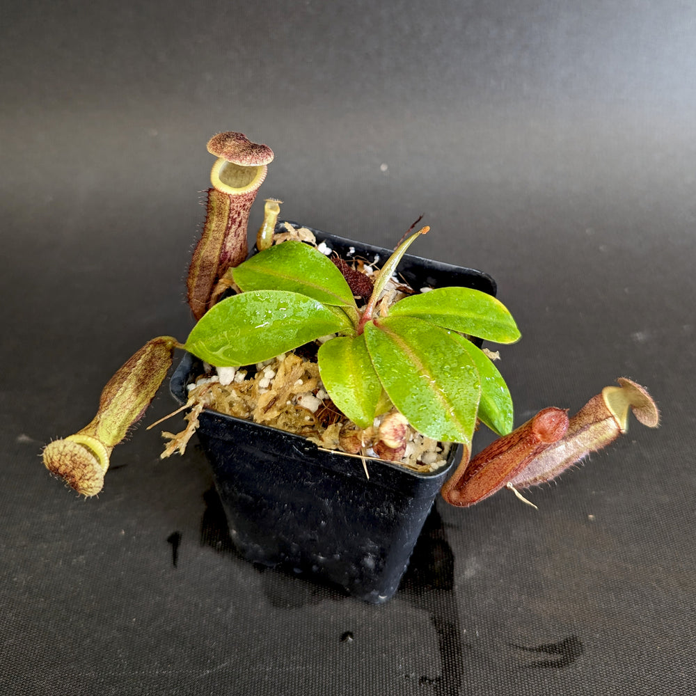 
                      
                        Nepenthes [(lowii x veitchii) x boschiana)] "Red Ruffled" x 'Leviathan', CAR-0252
                      
                    