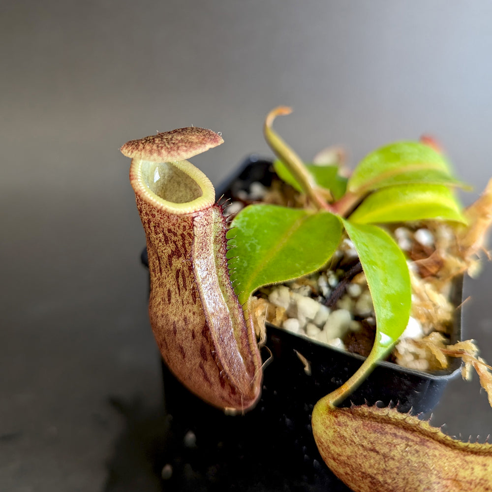 
                      
                        Nepenthes [(lowii x veitchii) x boschiana)] "Red Ruffled" x 'Leviathan', CAR-0252
                      
                    