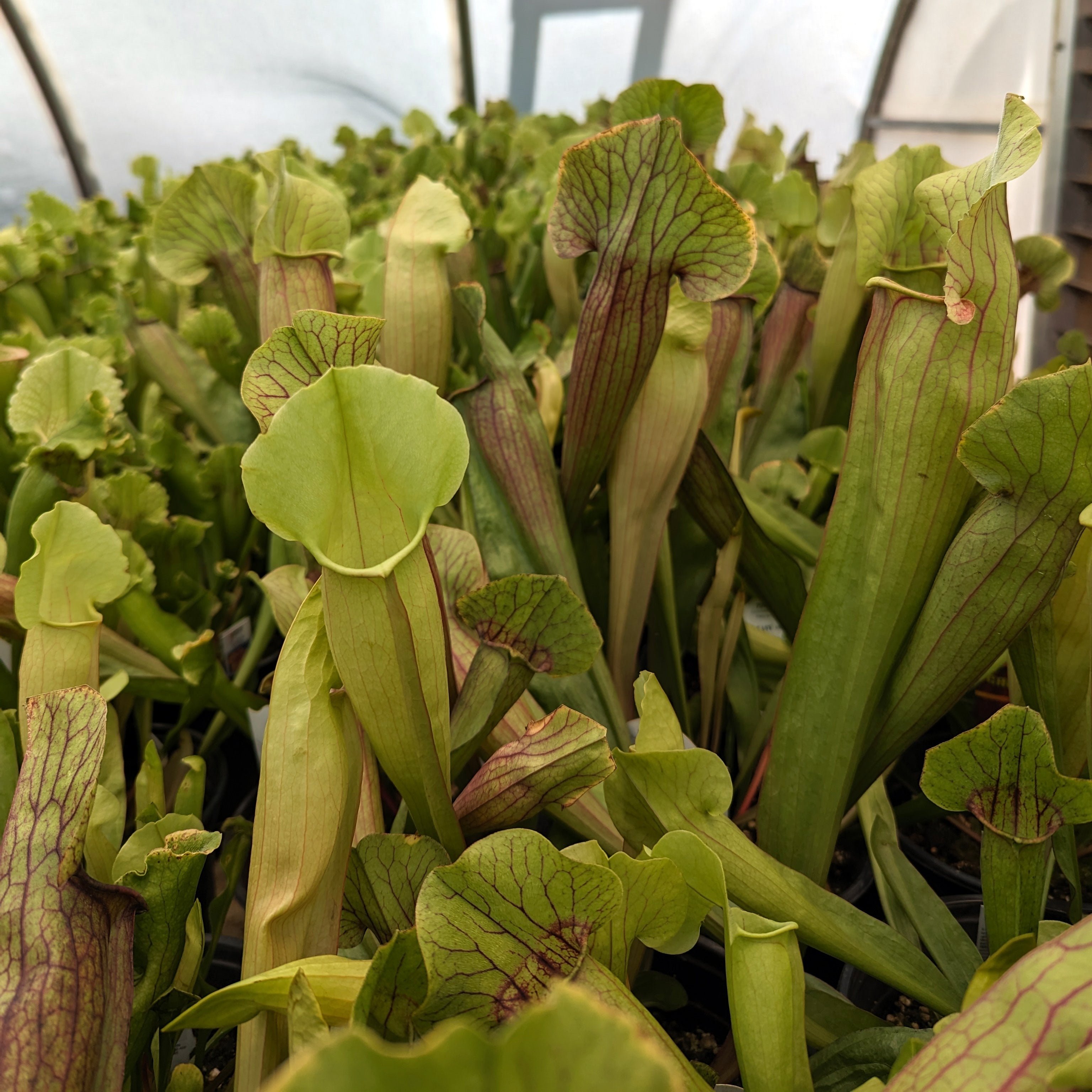 Sarracenia 'Meerkat Mob' – Carnivero