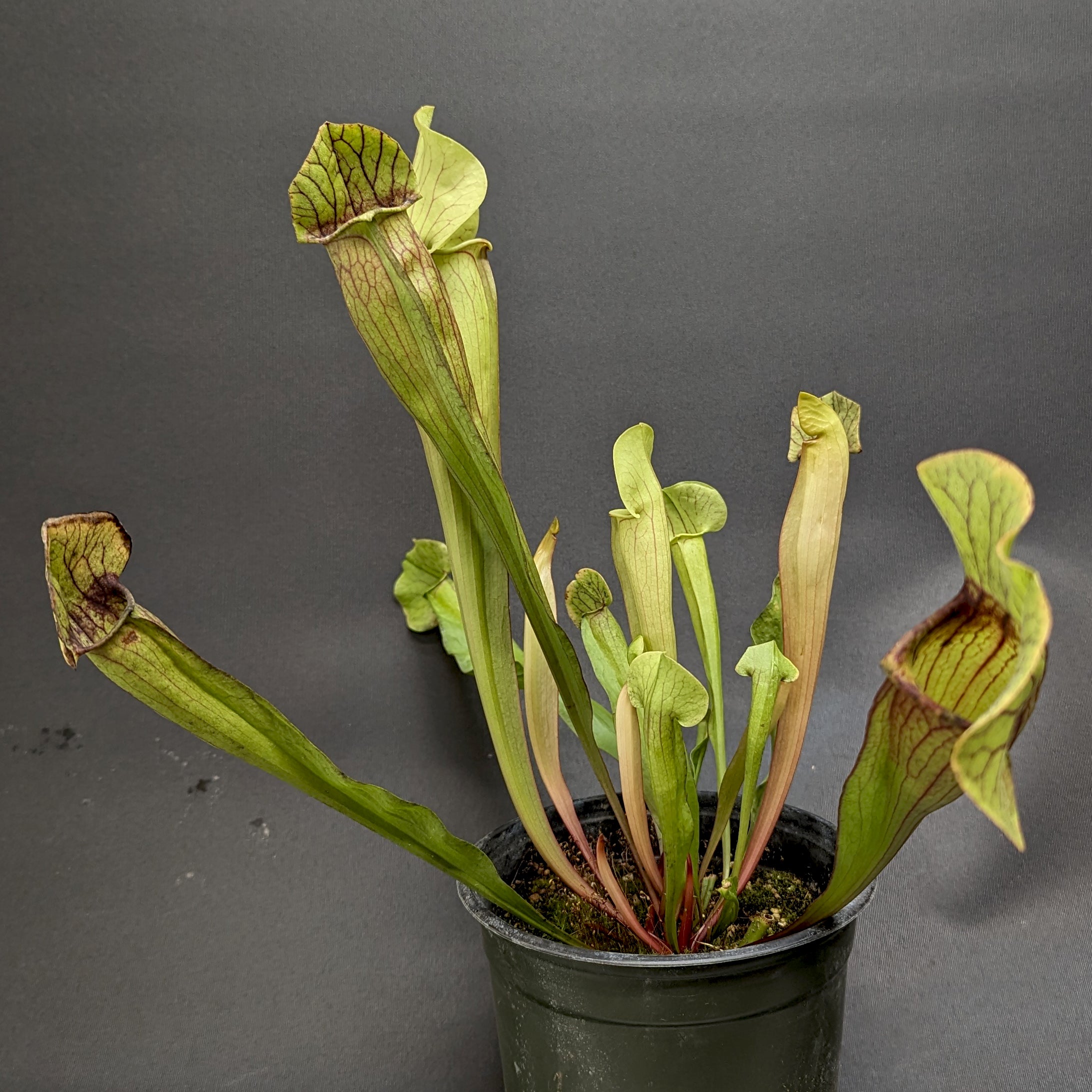 Sarracenia 'Meerkat Mob' – Carnivero