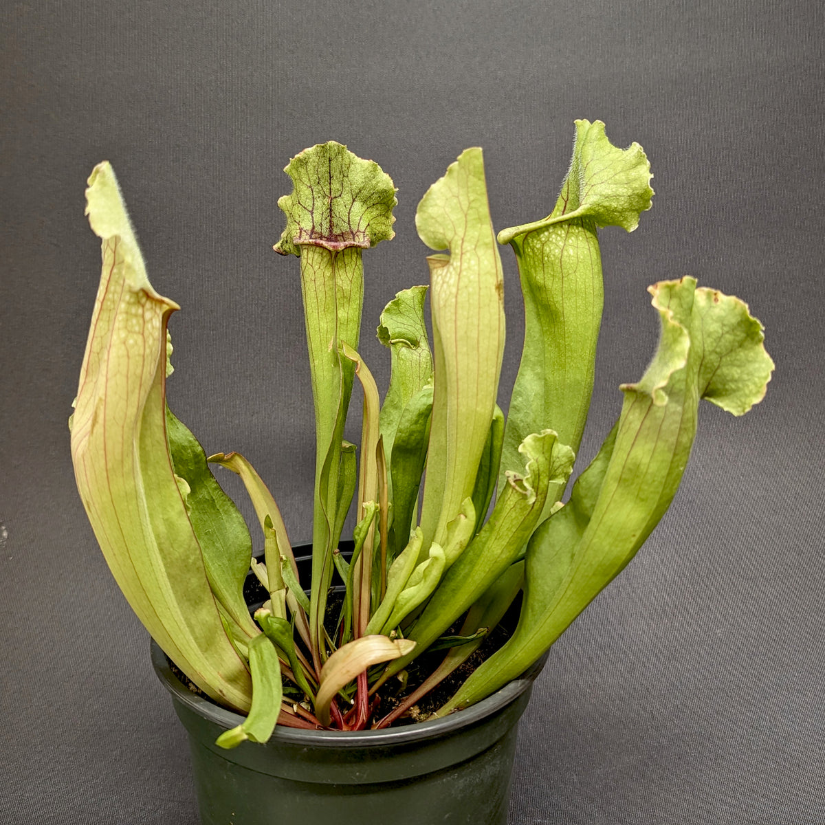 Sarracenia 'White Wizard' Carnivero