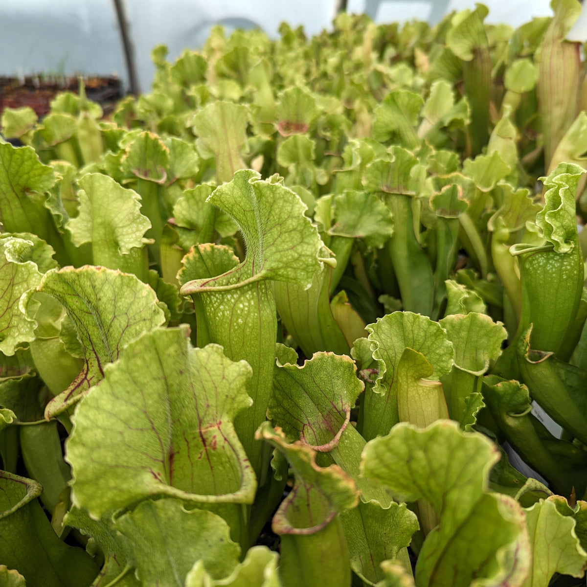 Sarracenia 'White Wizard' – Carnivero