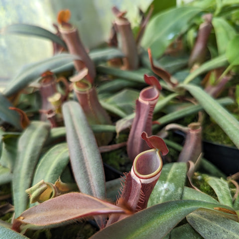 Nepenthes albomarginata Red West Sumatra close up of maroon tubular pitchers with pale peristomes.