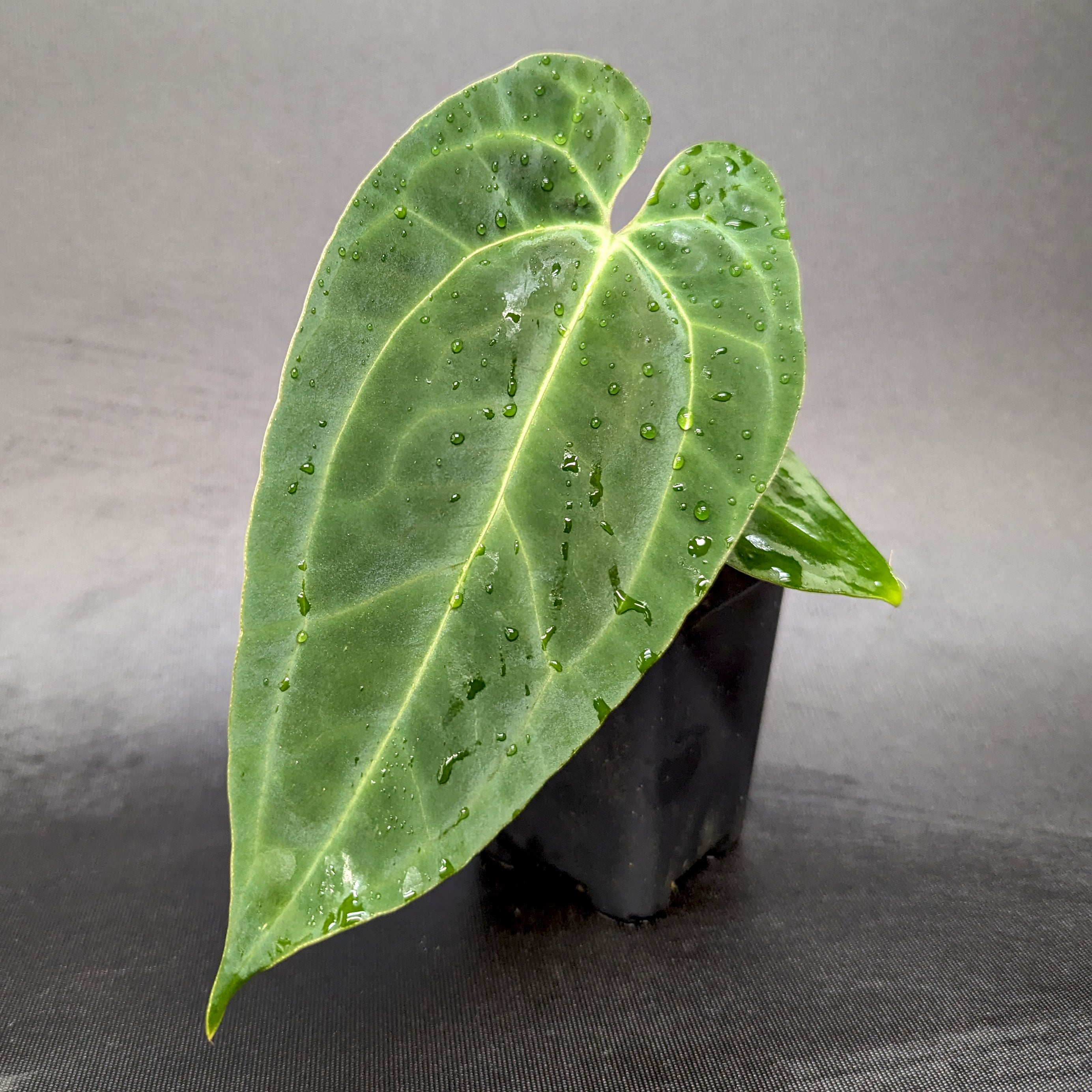 Anthurium Indo Hoffmannii X x sp. nov Darién (besseae aff.), CAR