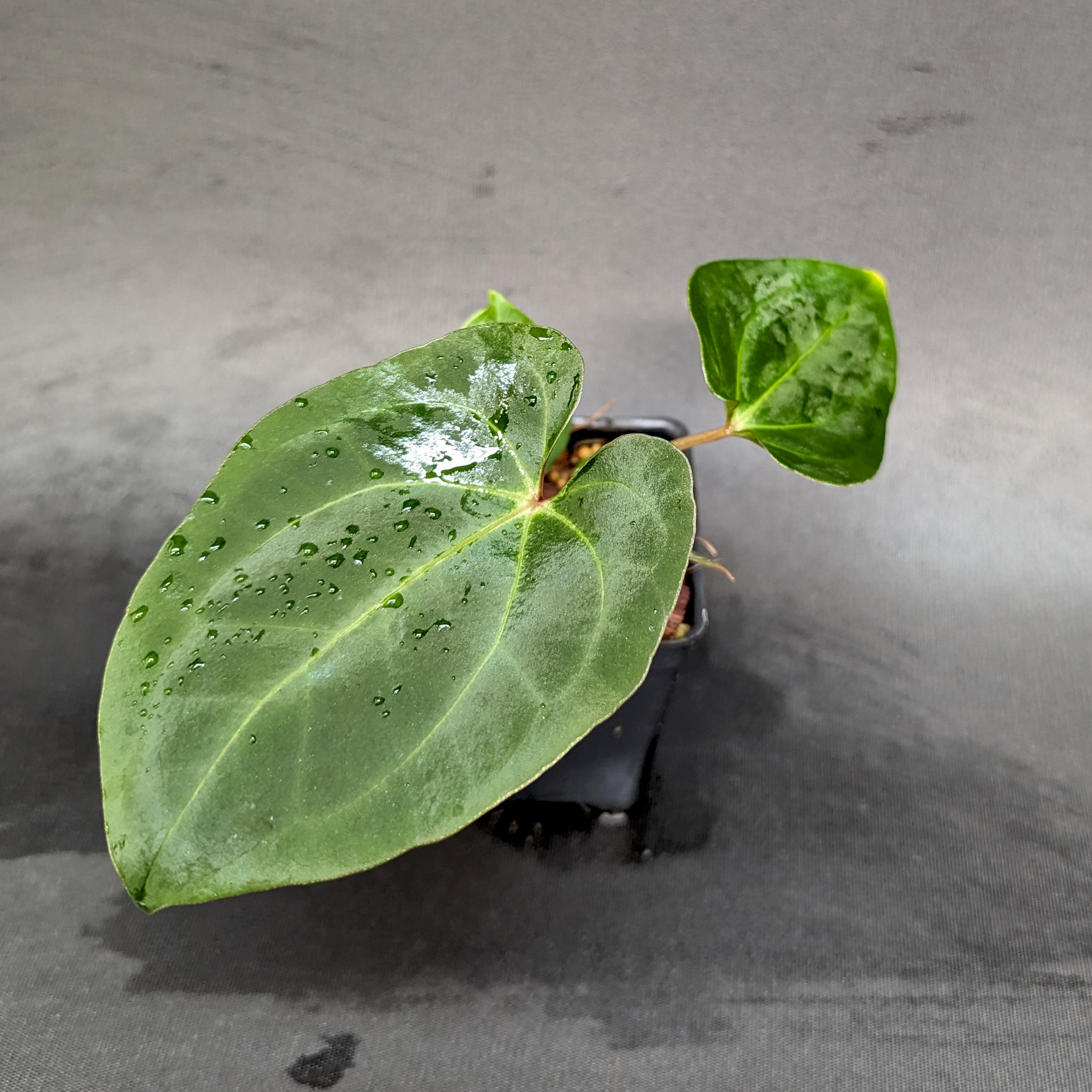 Anthurium Indo Hoffmannii X x sp. nov Darién (besseae aff.), CAR