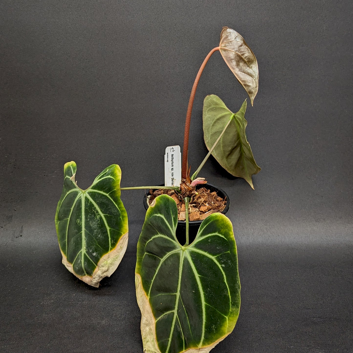 anthurium besseae green Anthurium sp. nov Darién (besseae aff.) – Carnivero