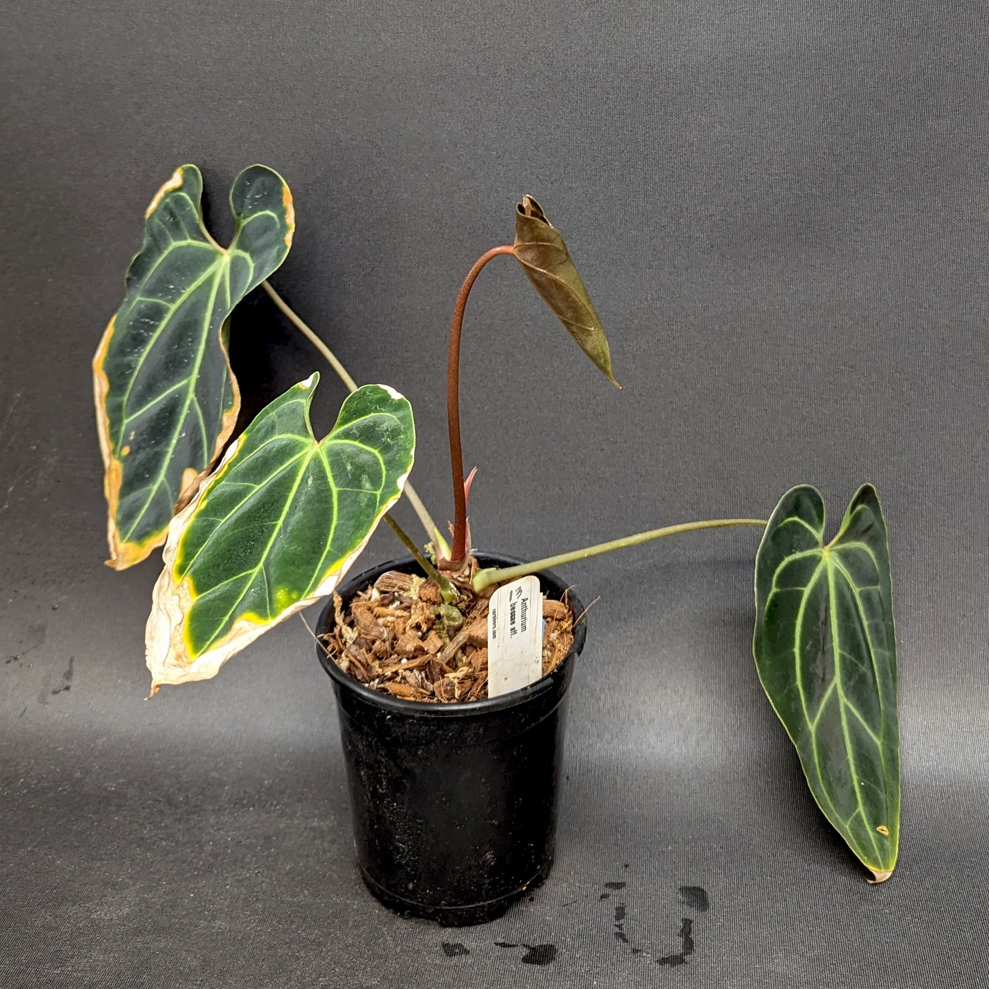 anthurium ppfd Anthurium sp. nov Darién (besseae aff.) – Carnivero