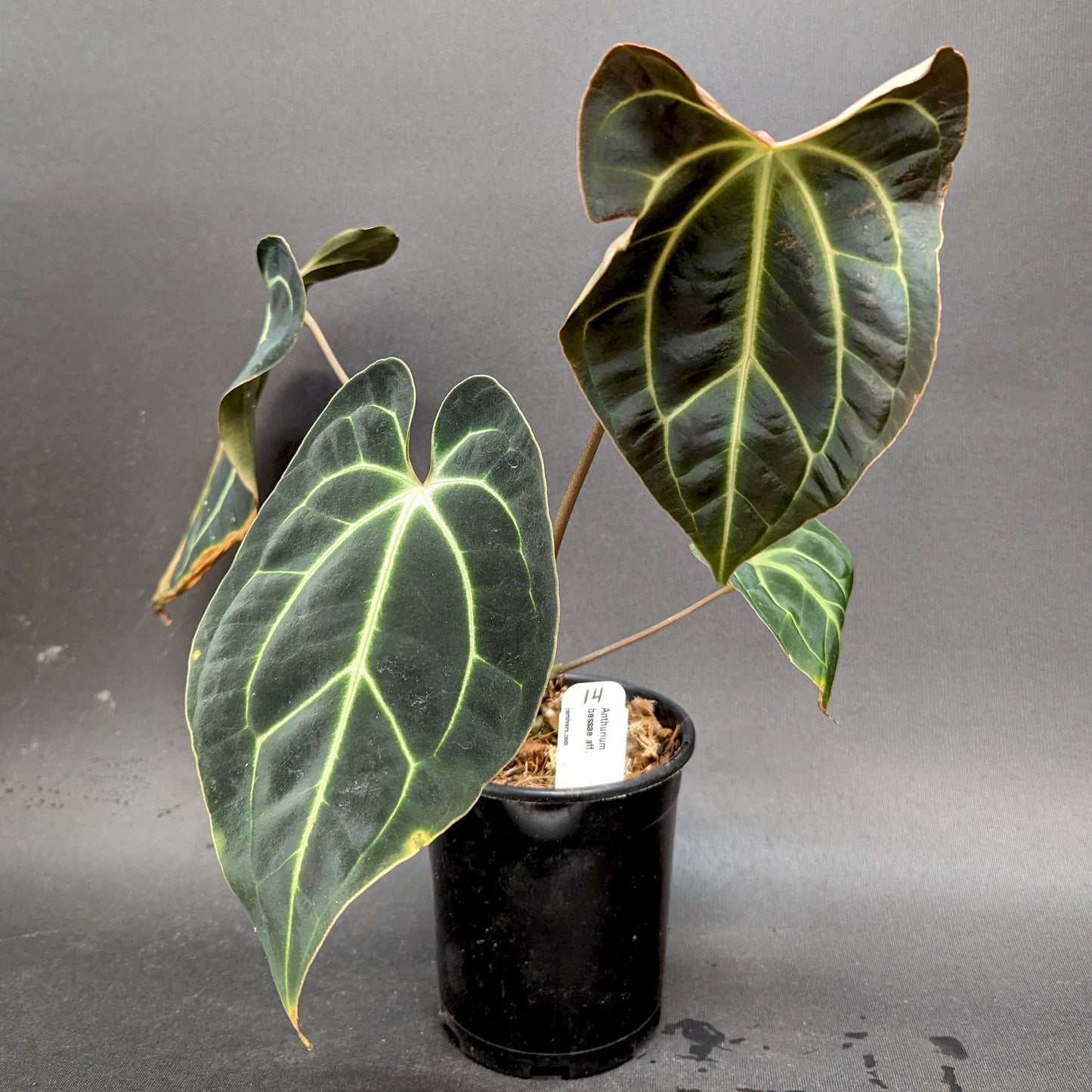 anthurium besseae vs besseae aff Anthurium sp. nov Darién (besseae aff.) – Carnivero