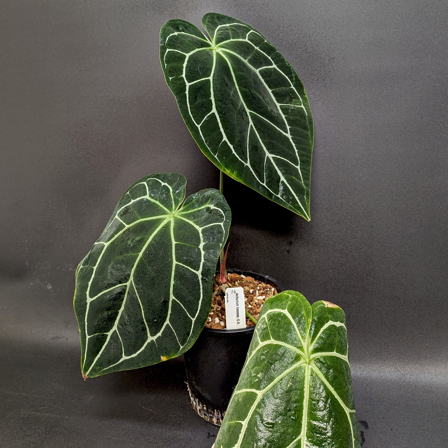 sundance anthuriums Anthurium sp. nov Darién (besseae aff.) – Carnivero