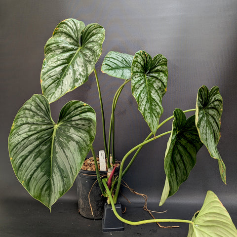 Philodendron sodiroi aff with large variegated green leaves in a pot against a dark background