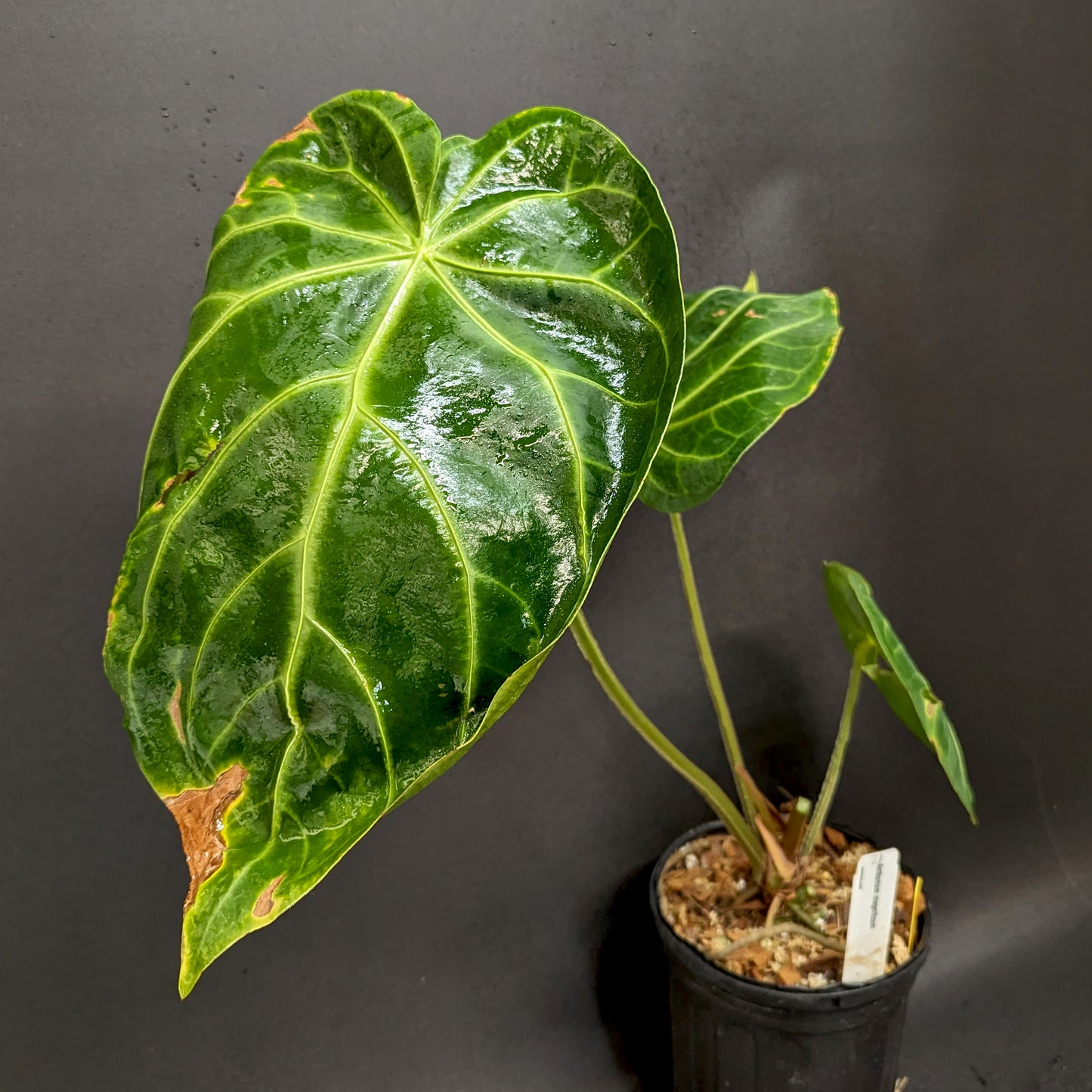 anthurium microphyllum Anthurium magnificum