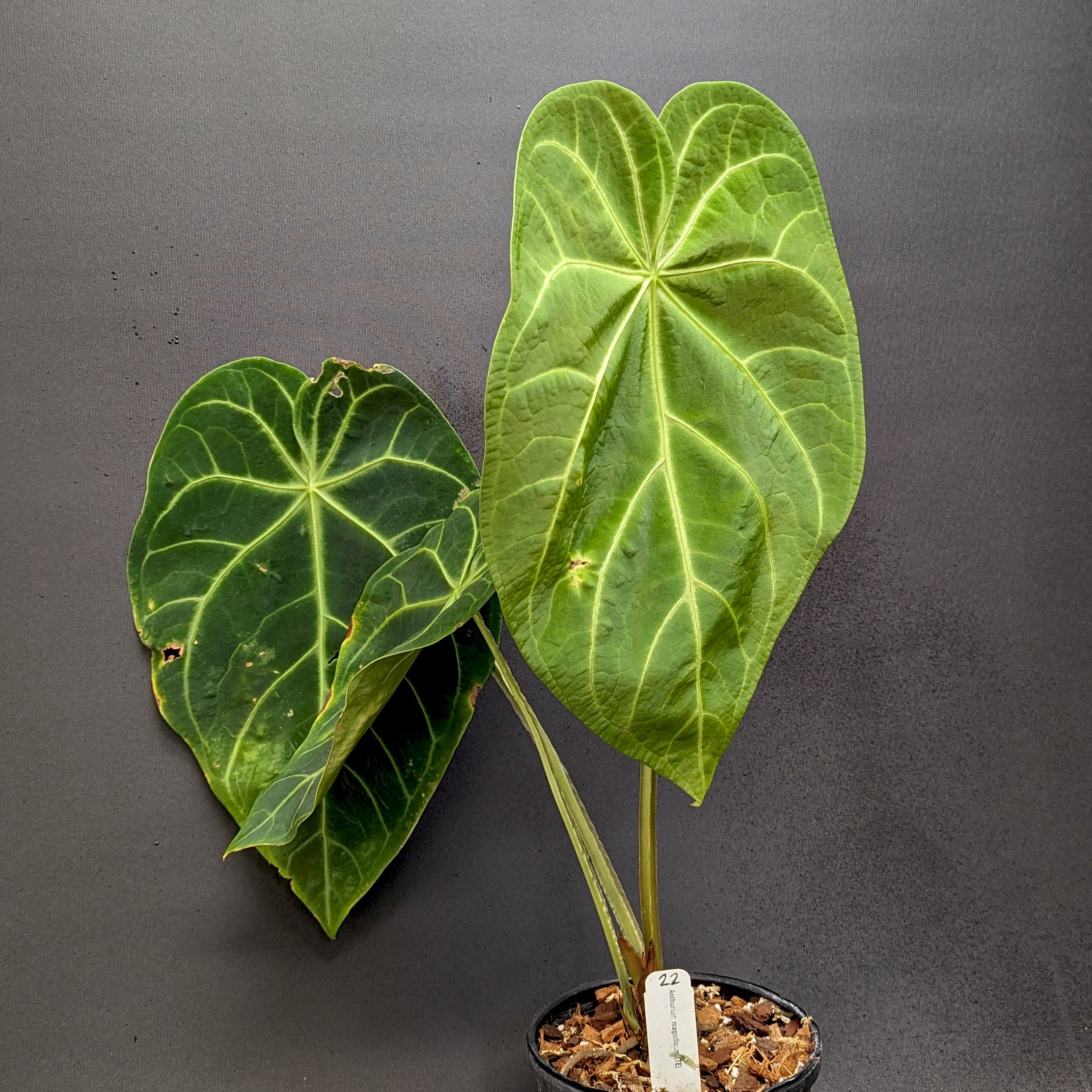 Anthurium magnificum - Exact Plant – Carnivero