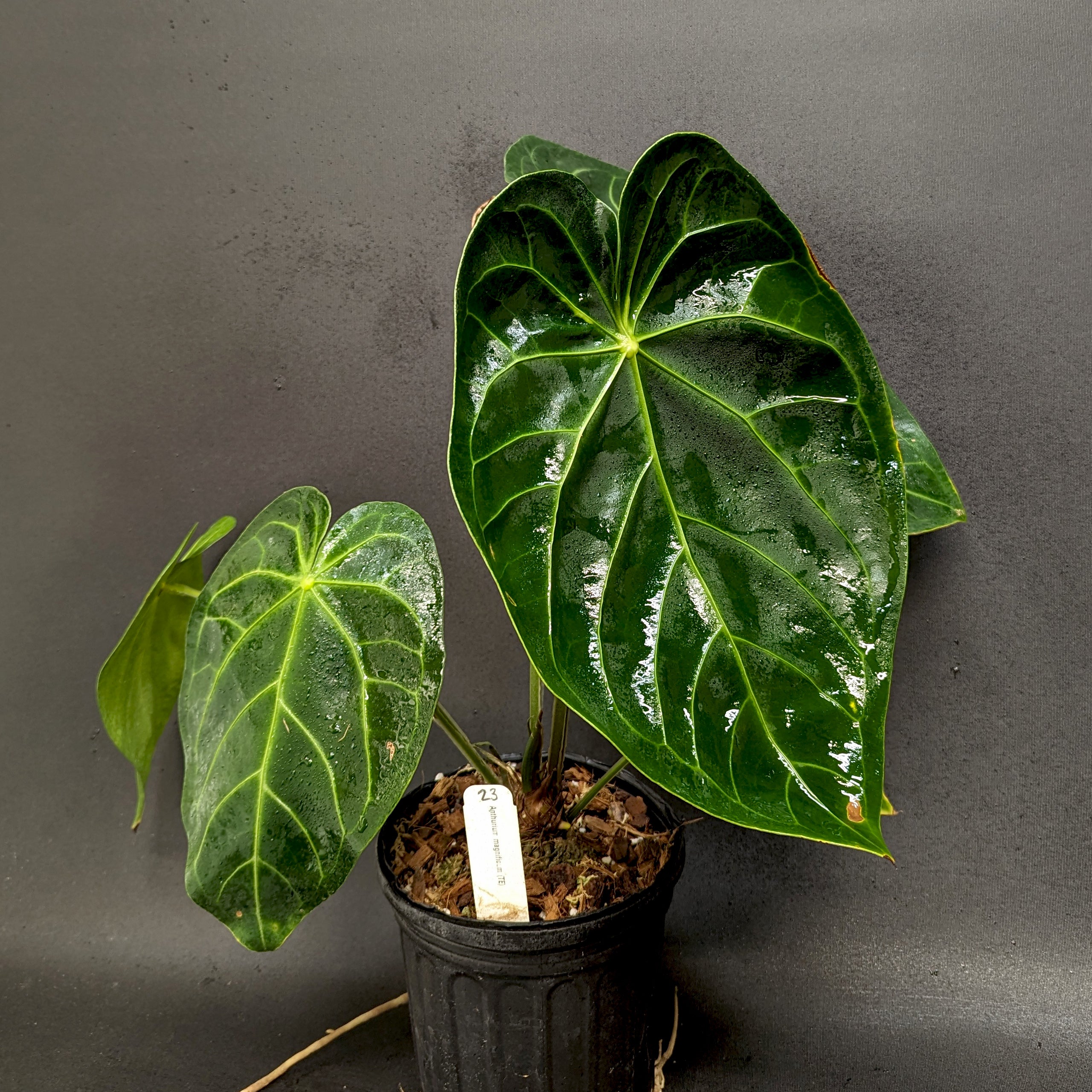 Anthurium magnificum - Exact Plant – Carnivero