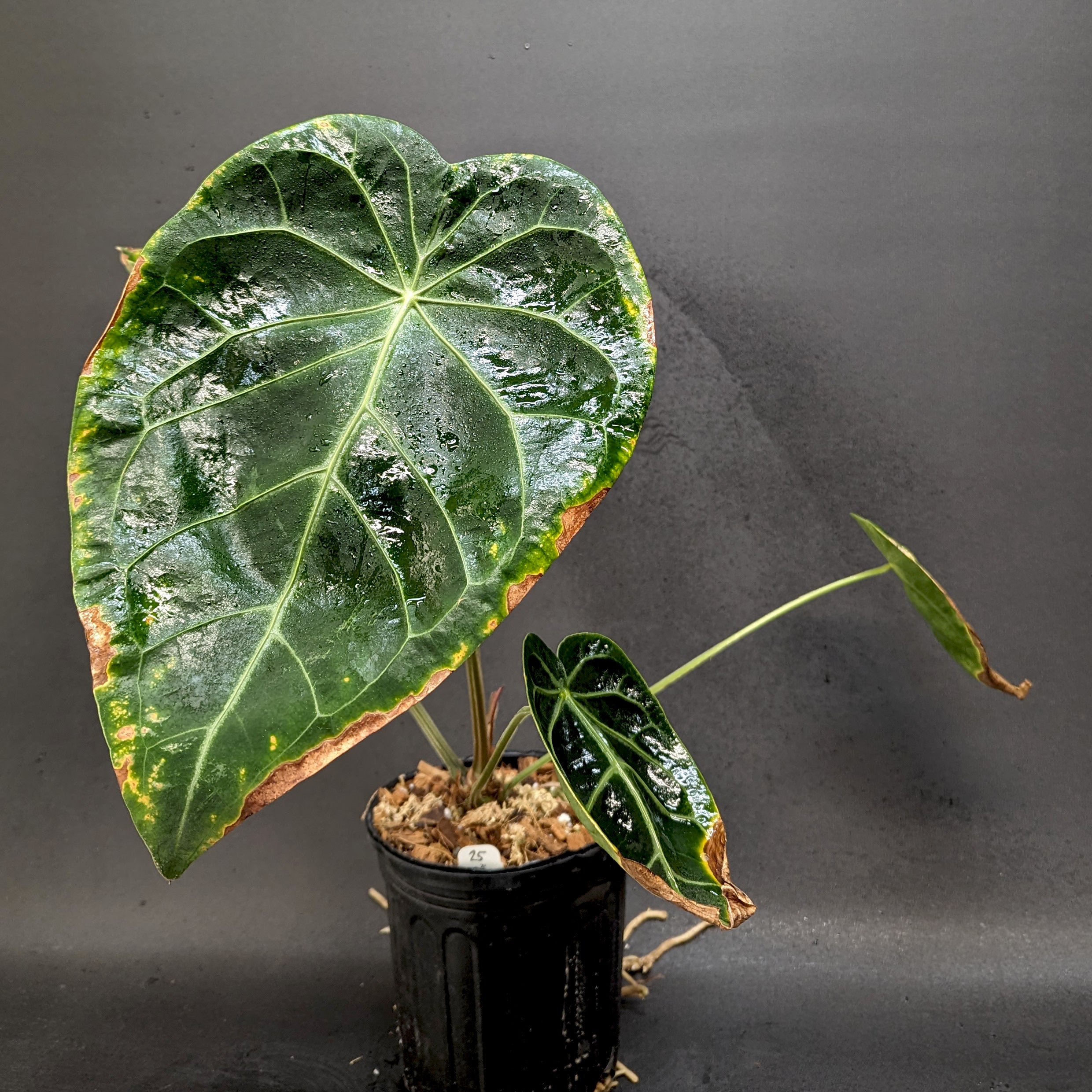 Anthurium magnificum - Exact Plant – Carnivero