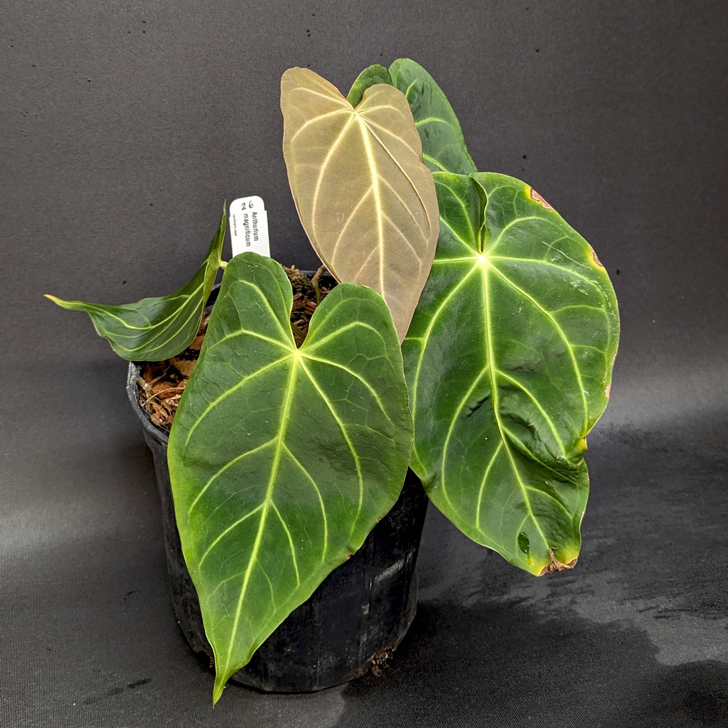 anthurium regale vs magnificum Anthurium magnificum