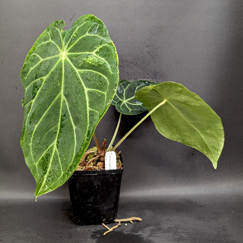 
                      
                        Anthurium magnificum - Exact Plant
                      
                    