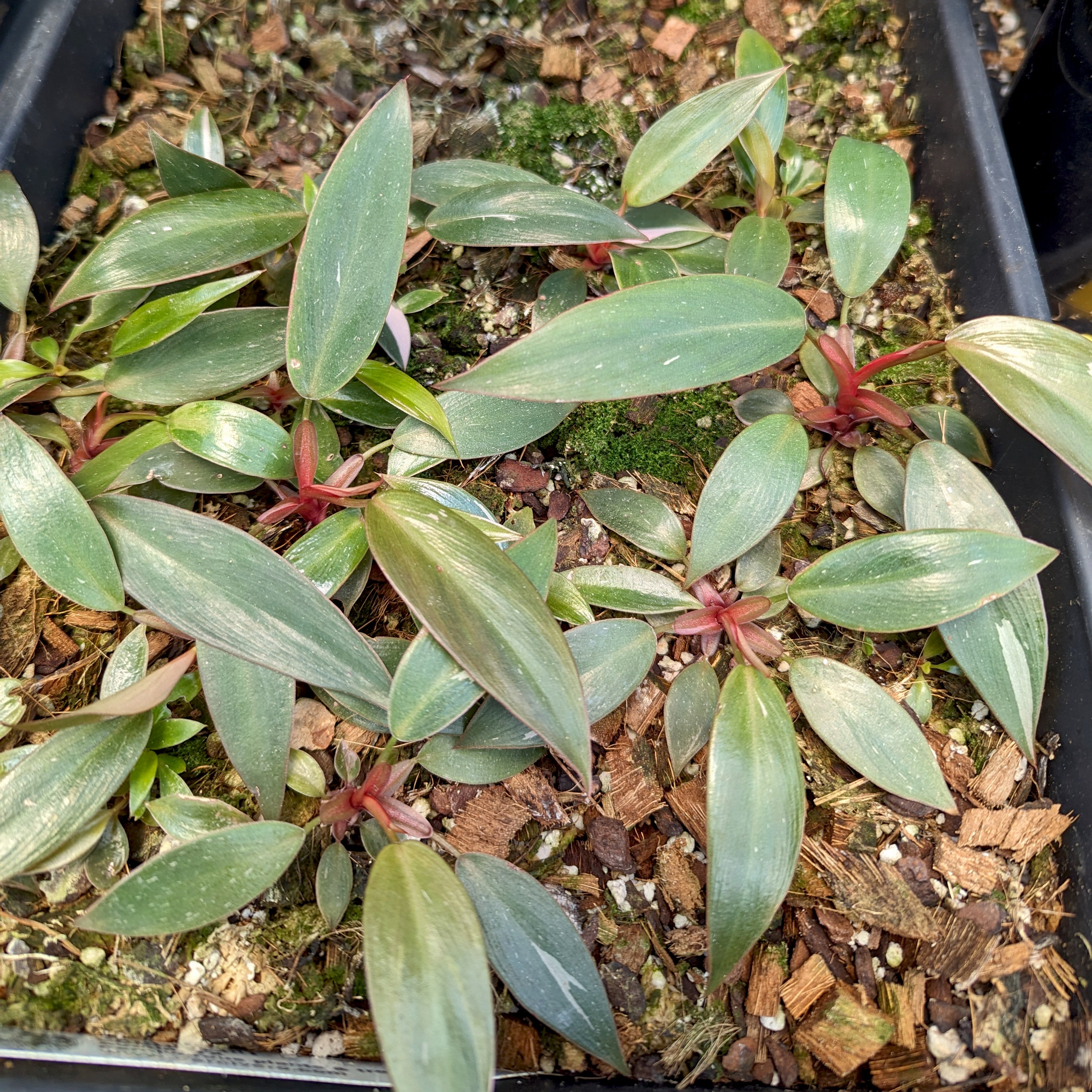 Philodendron 'Pink Princess' – Carnivero