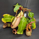 Nepenthes veitchii, Candy Red