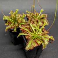 Drosera spatulata 'Tamlin' sundew