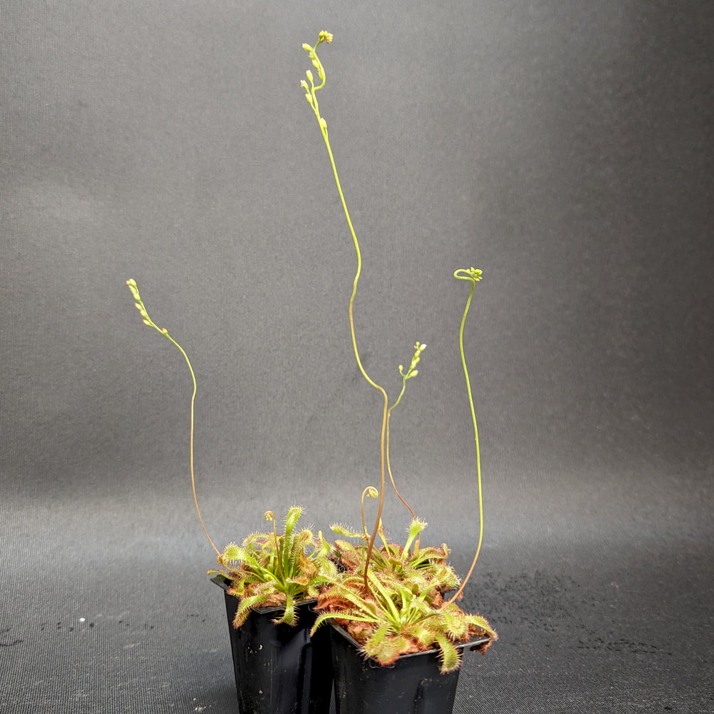 
                      
                        Drosera spatulata 'Tamlin' sundew
                      
                    