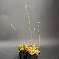 Drosera spatulata 'Tamlin' sundew