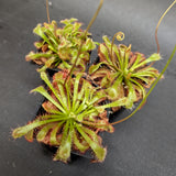 Drosera spatulata 'Tamlin' sundew