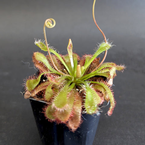 Drosera spatulata Tamlin sundew with hairy spoon shaped leaves forming a rosette in a small pot.