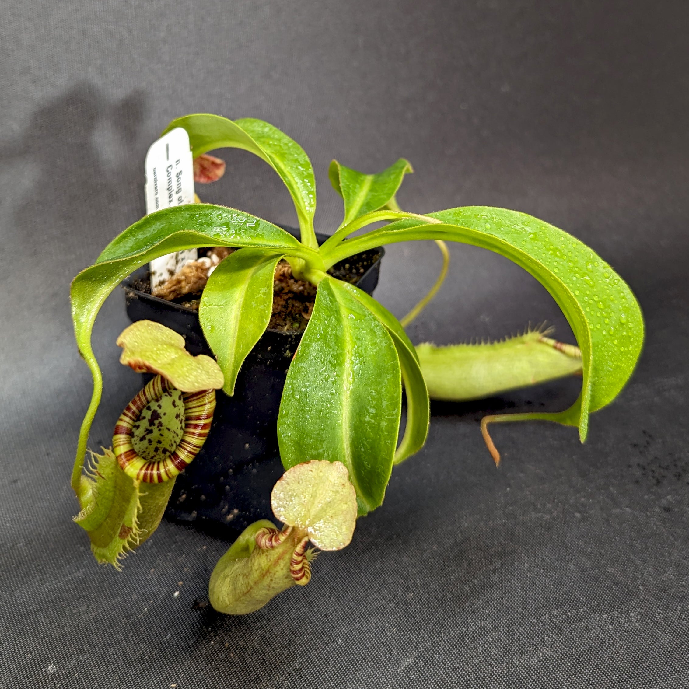 Nepenthes Song of Melancholy x Red Complex, CAR-0243 – Carnivero