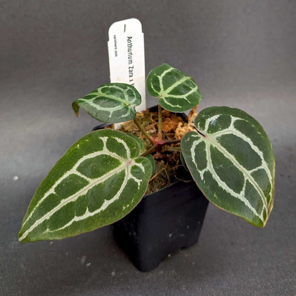 anthurium michelle x zara Anthurium Zara x Michelle F2, CAR-0357 – Carnivero