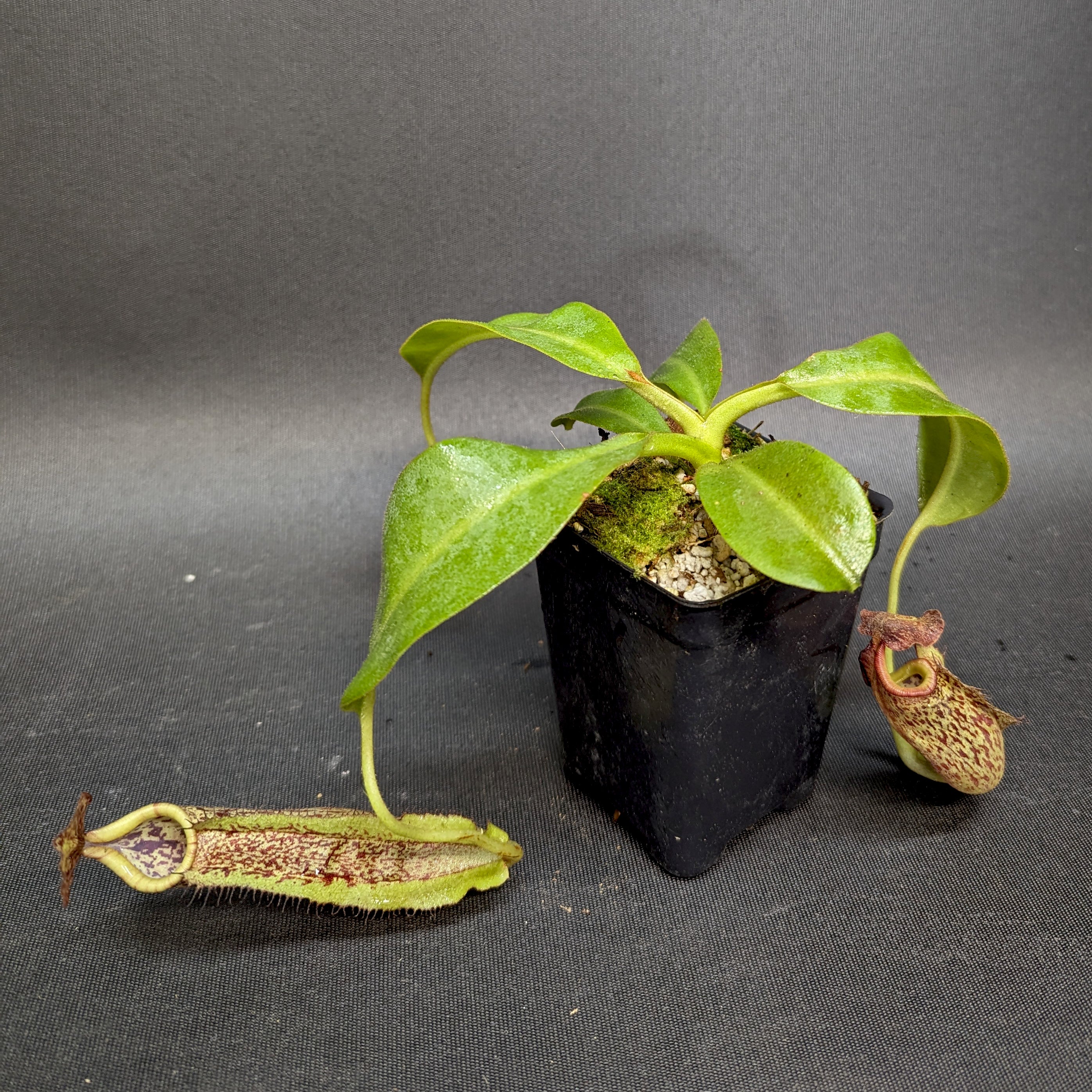 Nepenthes maxima, BE-3067 – Carnivero