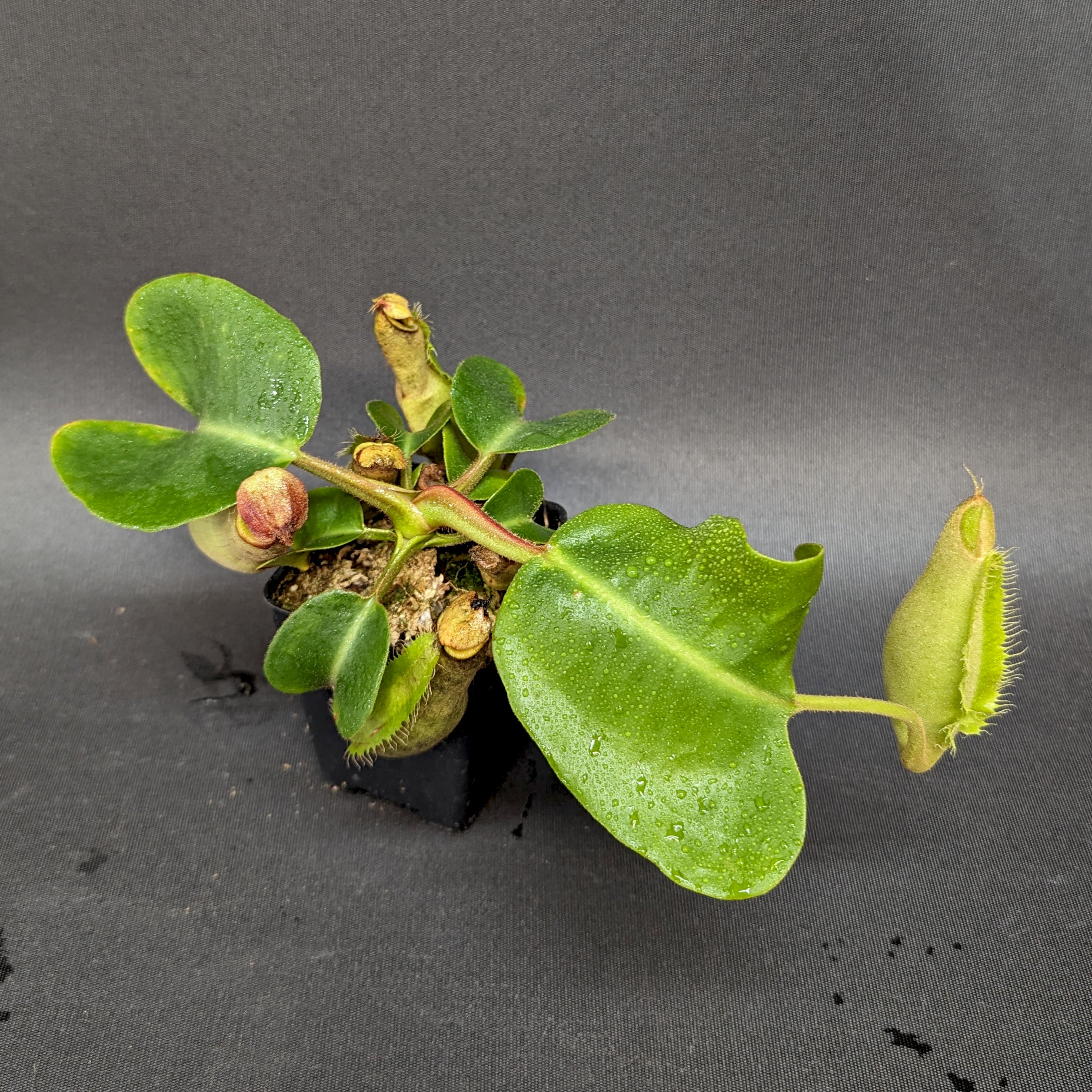 Nepenthes truncata (JB x (c)-E) – Carnivero