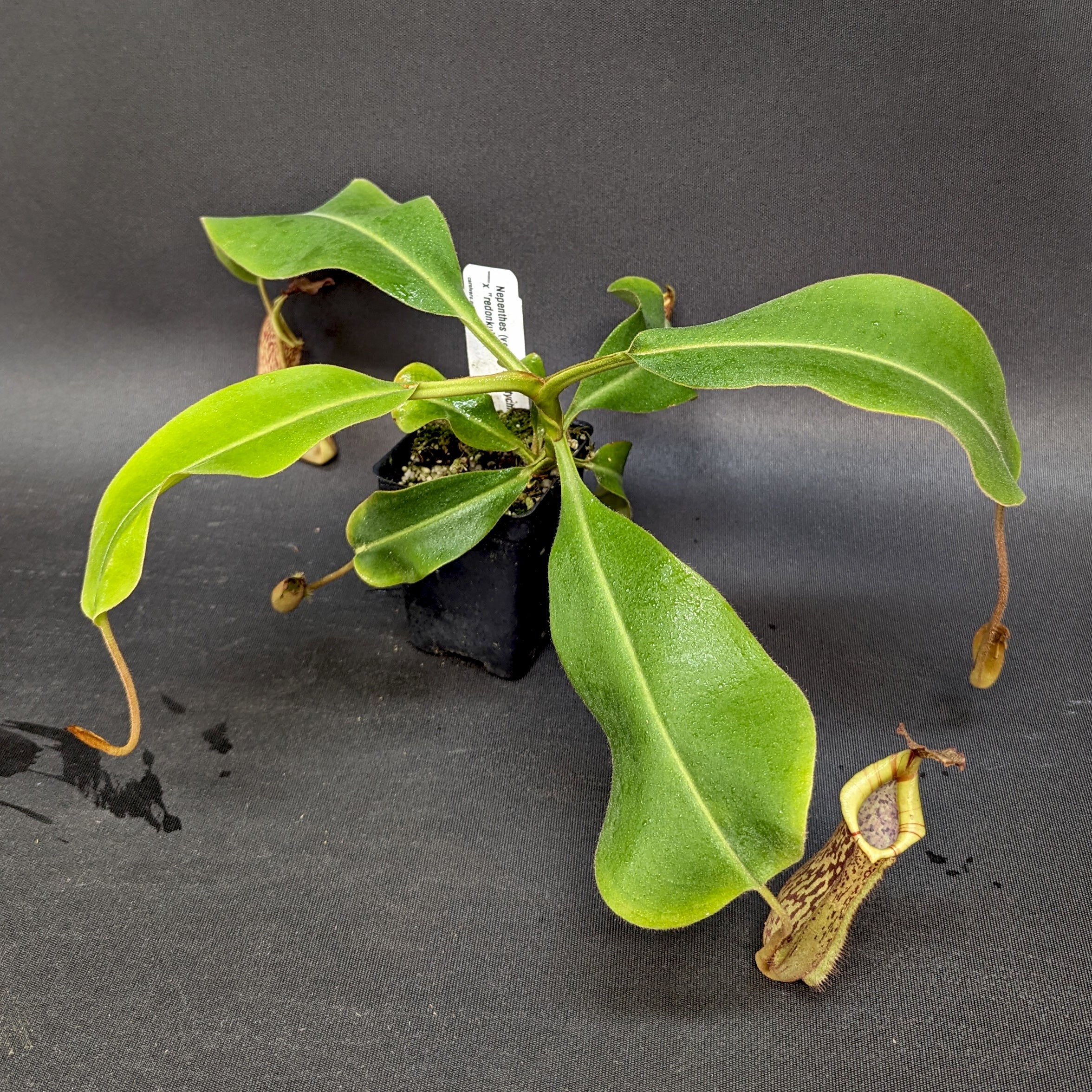Nepenthes (veitchii x platychila) x Redonkulas, CAR-0165 – Carnivero