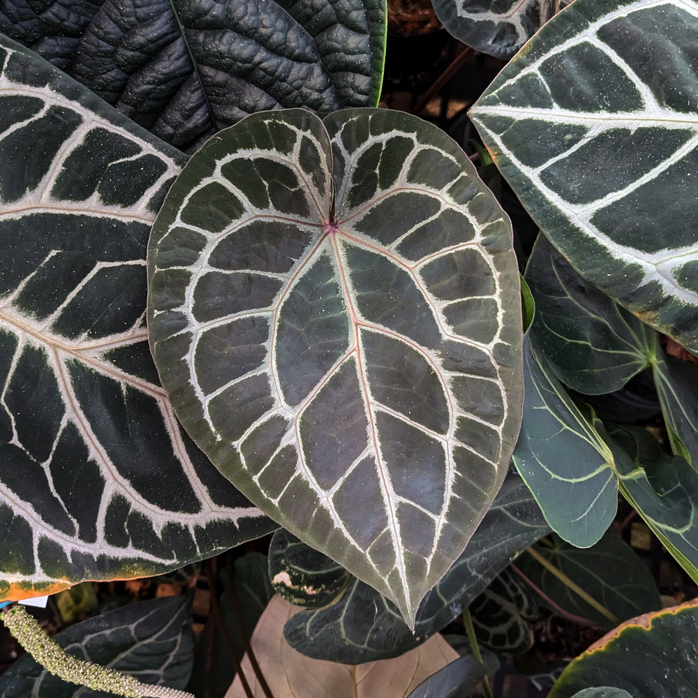 
                      
                        Anthurium Zara x Michelle F2, CAR-0357
                      
                    