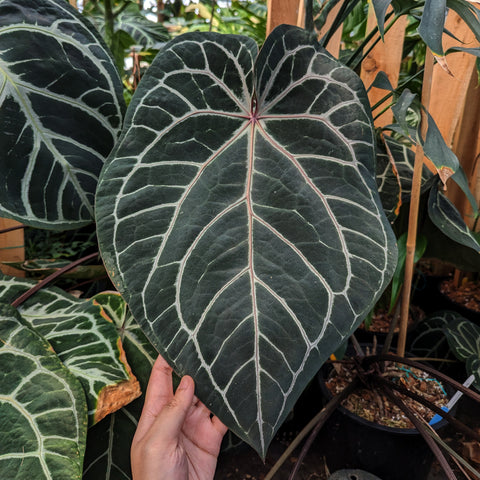 Anthurium Zara x Michelle F2 leaf with dark green surface and pale venation